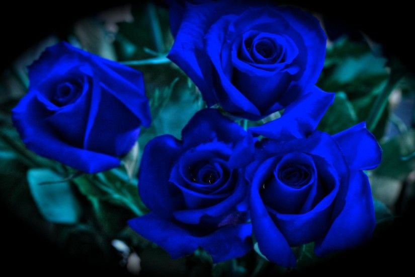 midnight blue rose flower Desktop Background