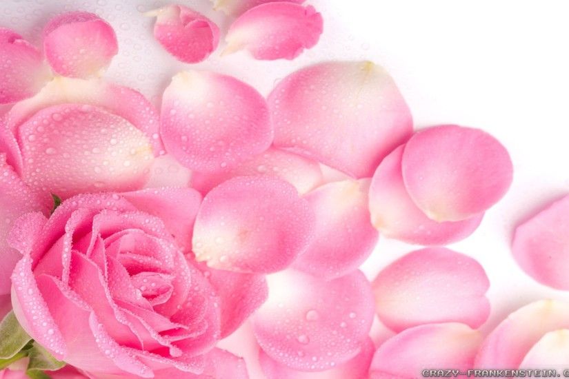 Pink Rose Petals Heart Shaped Valentines Day Android Wallpaper .