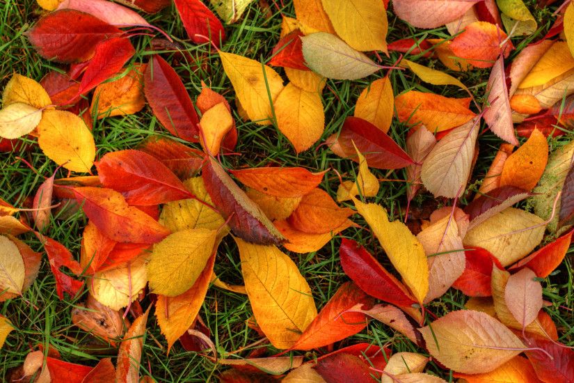Autumn Leaves HD desktop wallpaper : High Definition : Fullscreen .