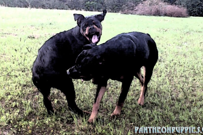 Rottweilers Playing. Rottweilers wallpaper 1920x1080.