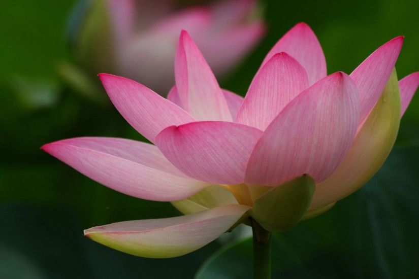 Dream beautiful lotus flower close-up photography desktop wallpaper 6 -  2560x1600pix
