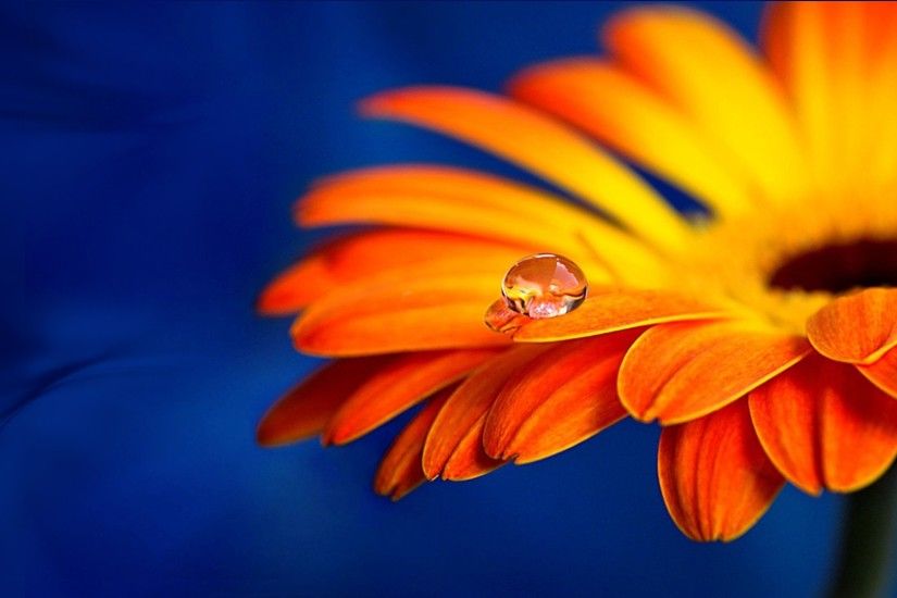 #EECC00 Color - Dew Bright Gerbera Autumn Rain Drop Shasta Summer Fall  Orange Daisy Flowers