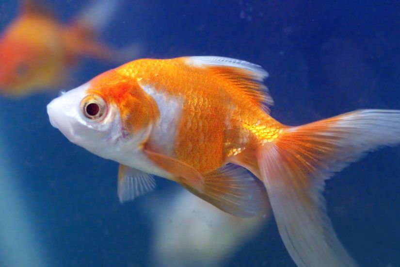 close up photo of orange and white gold fish, goldfish aquarium