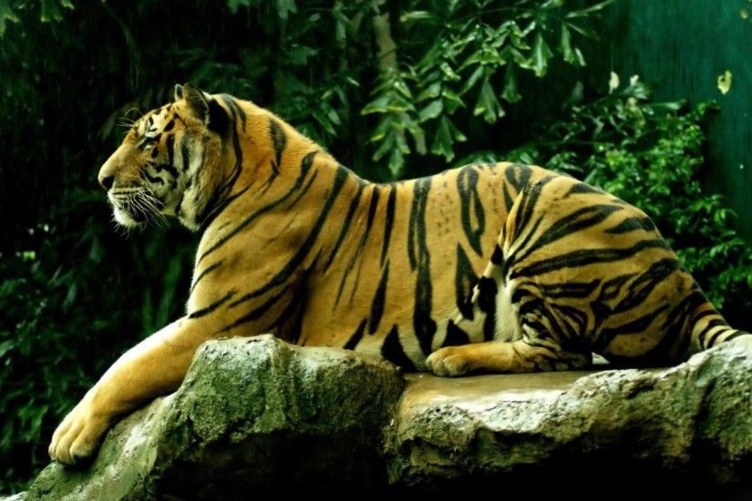 Tiger HD Wallpaper. royal_bengal_tigers_hd_wallpaper
