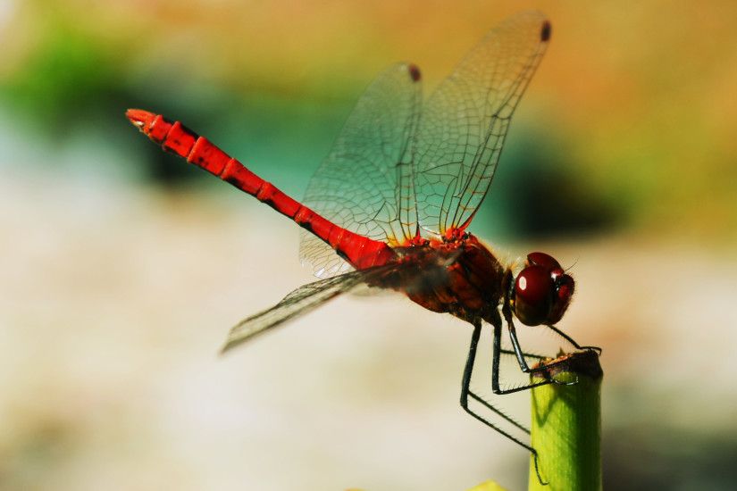 ... Images of Robot Dragonfly Wallpaper 780 - #SC ...