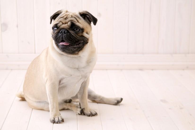 Sitting Pug wallpapers and images - wallpapers, pictures, photos