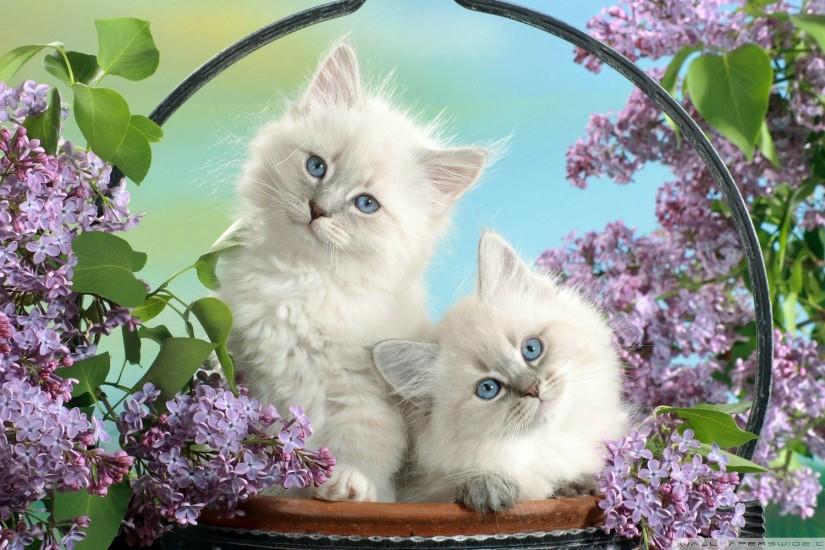 Wallpapers For > Cute Cat Wallpaper Backgrounds