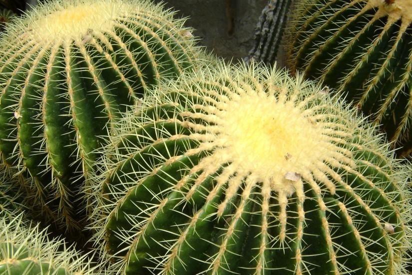 natural cactus wallpaper image