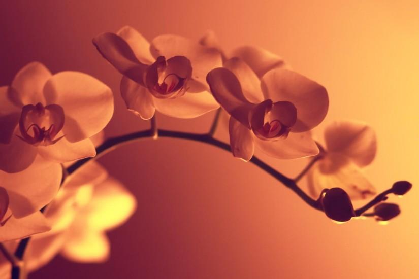 HD stunning flower wallpaper tumblr.
