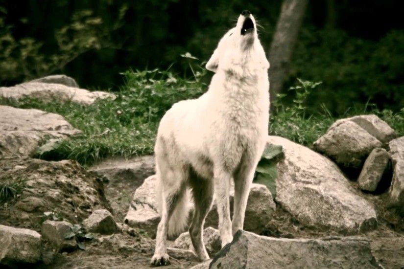 White Wolves howling in the deer park - Schaurig schÃ¶n. WÃ¶lfe heulen im  Wildpark. - YouTube