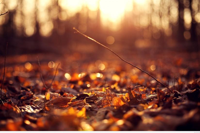 Autumn Leaves Wallpapers Picture
