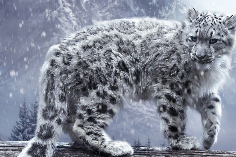 ... Ultra HD 4K Snow leopard Wallpapers HD, Desktop Backgrounds .