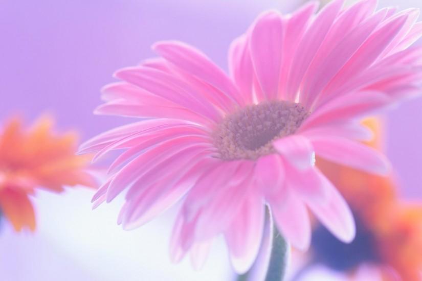 Free pink daisy wallpaper background
