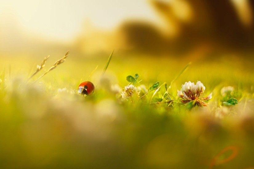 close up green ladybug insects flower flowers grass green blur day morning  summer spring background wallpaper