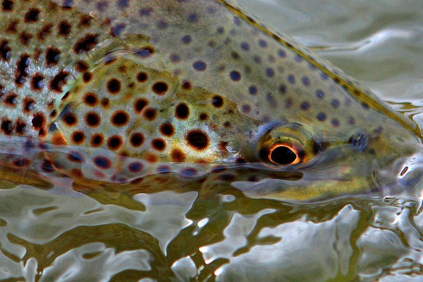 trout full hd wallpaper and background 2048x1230 id 547465; fall fishing  toughing it out on the north platte new west ...