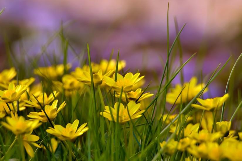 Yellow flowers field background