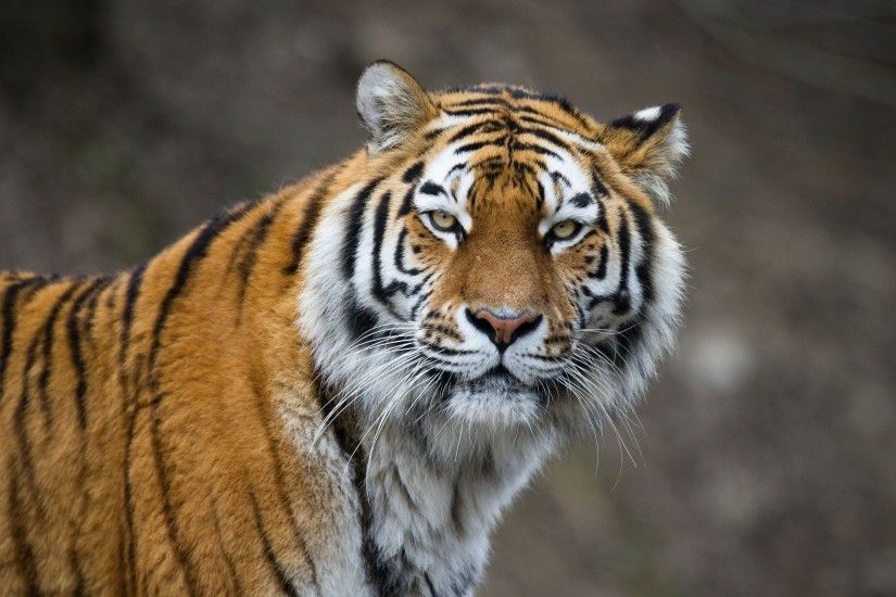 Djur - Tiger Bakgrund