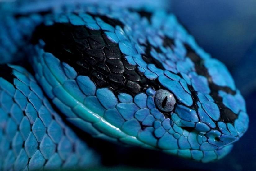 Digital Images Of Snakes