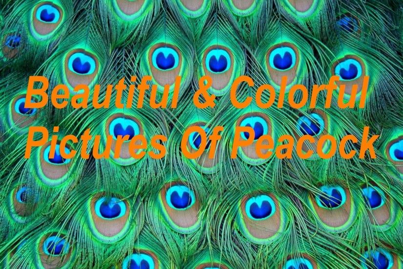 Top 100+ Most Beautiful and Colorful Pictures Of Peacock HD Images Free  Download