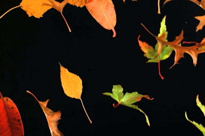 Slow Motion Falling Leaves and Autumn Leaf Fall Shot in Slow Mo High  Definition HD Black Background - YouTube