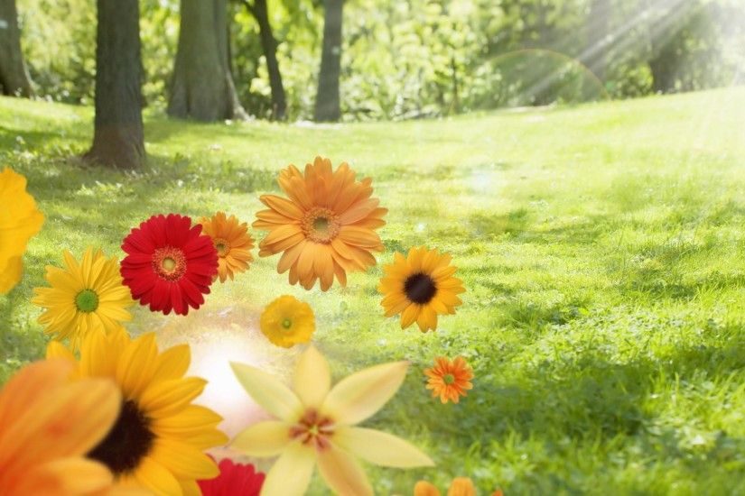 1920x1080 Sunshine summer and color flowers desktop backgrounds