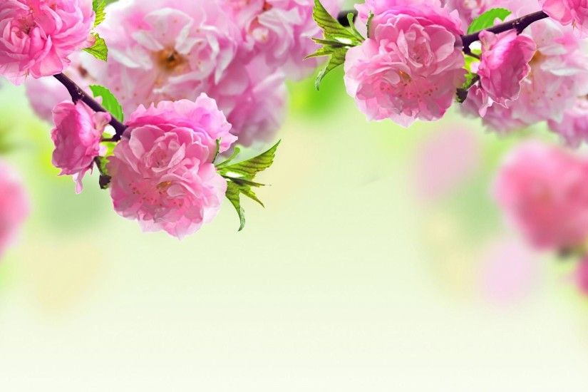 With Free Download Image Desktop Widescreen Spring Wallpapers .
