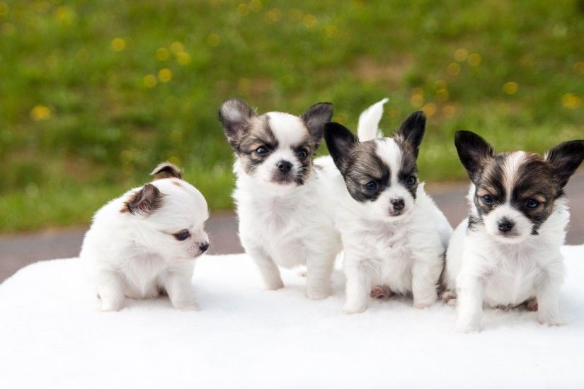 3840x2160 Chihuahua Puppies