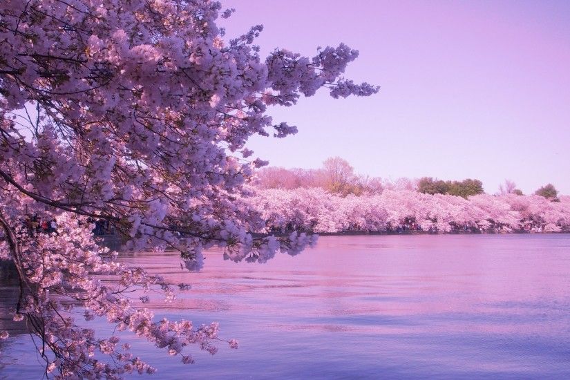 cherry blossom wallpaper for computer