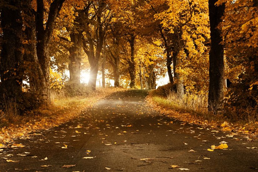 Preview wallpaper asphalt, leaves, autumn, trees, path, branches, light,