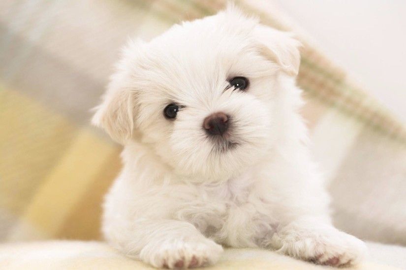 maltese puppy animal wallpaper | Desktop Backgrounds for Free HD .