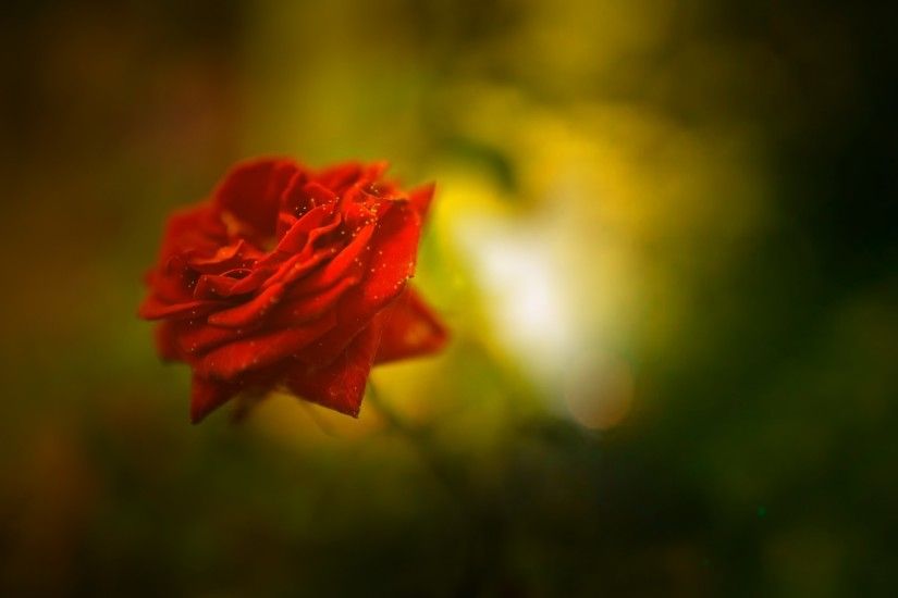 Flowers / Red Rose Wallpaper