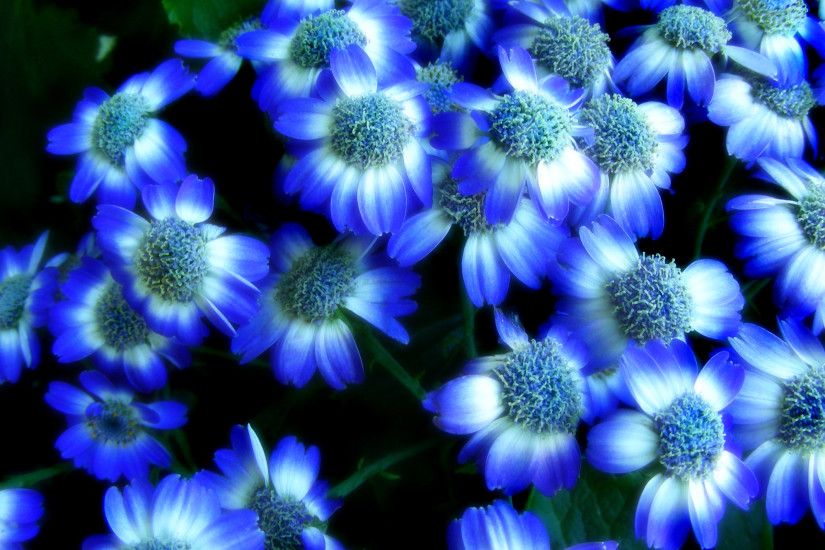 Blue | Hd flower wallpapers 1080p for desktop – free hd flower photos .