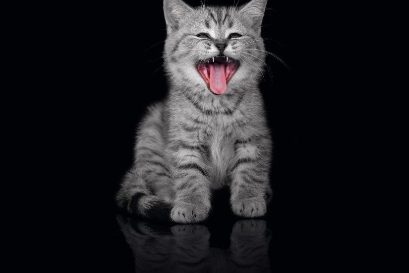 cute cat wallpaers (5)