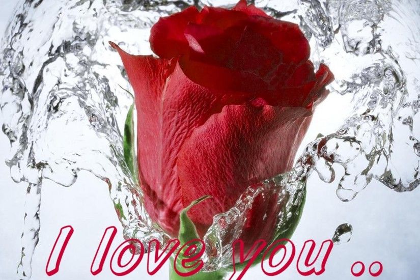 Red Rose Wallpaper I Love U Hd Wallpaper Red Rose Love Message I Love You  077