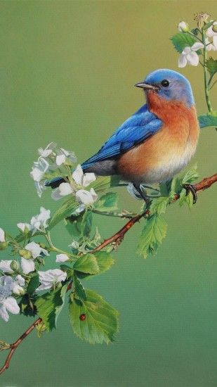 ... 1080x1920 Birds Wallpaper Android HD wallpaper Beautiful Birds 1080x1920