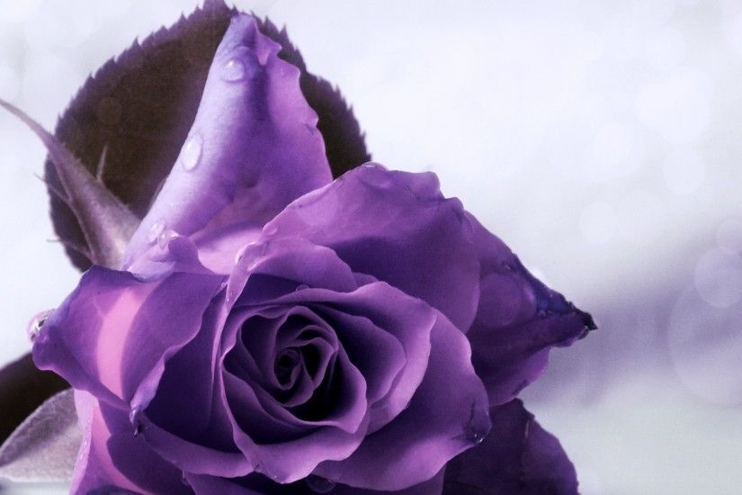 Soft Purple Rose HD Wallpapers