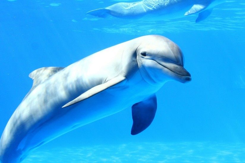 ... lovely Dolphin Wallpapers ...