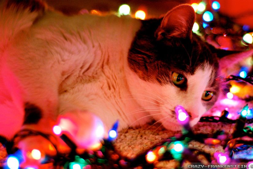 Wallpaper: Joyful Spirit Christmas Cat wallpapers. Resolution: 1024x768 |  1280x1024 | 1600x1200. Widescreen Res: 1440x900 | 1680x1050 | 1920x1200