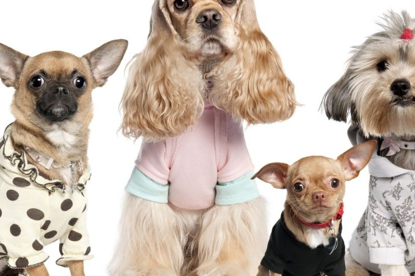 Preview wallpaper dogs, variety, yorkshire terrier, chihuahua, costumes  2048x2048