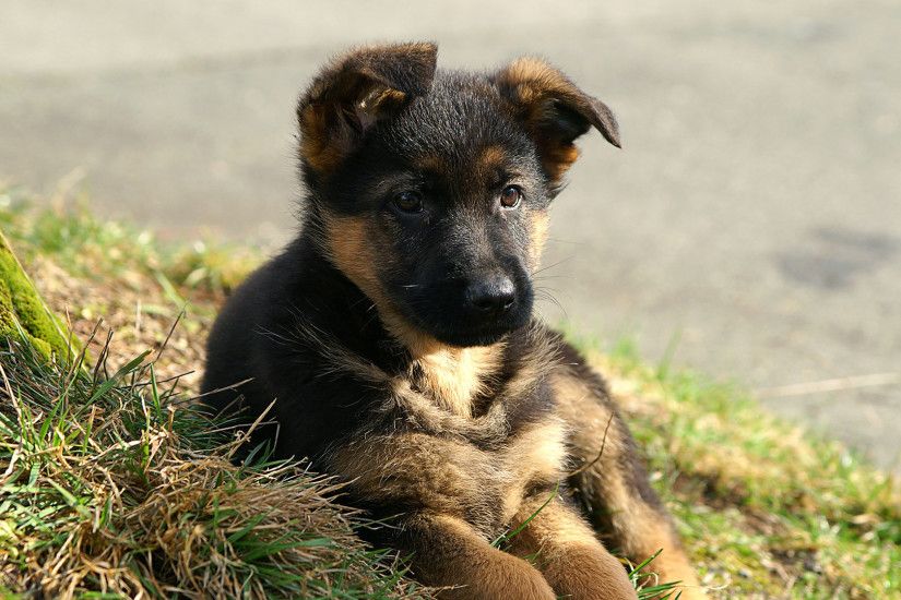 Cute German Shepherd Puppies Wallpaper Hd Resolution