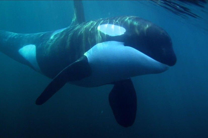 Animal Orca Killer Whale Space Wallpaper Orcas Pinterest 1600Ã900 Pictures  Of Killer Whales Wallpapers