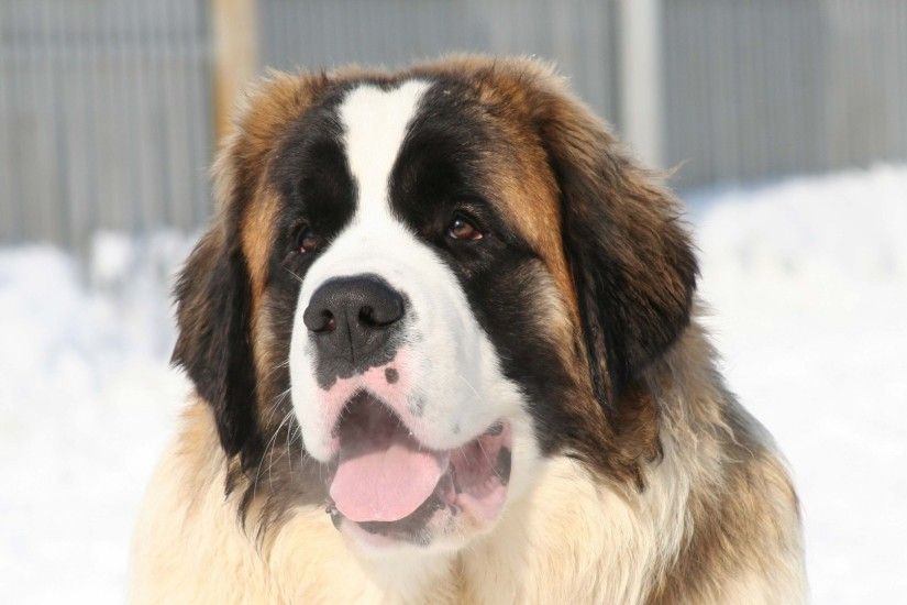 Get the latest st bernard, face, tired news, pictures and videos and learn  all about st bernard, face, tired from wallpapers4u.org, your wallpaper  news ...