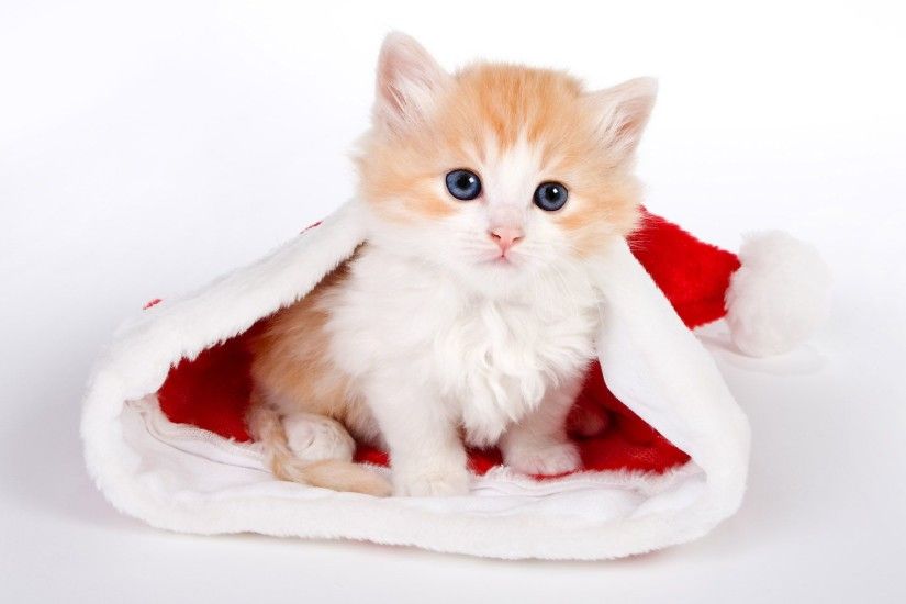 Search Results for “merry christmas cat wallpaper” – Adorable Wallpapers