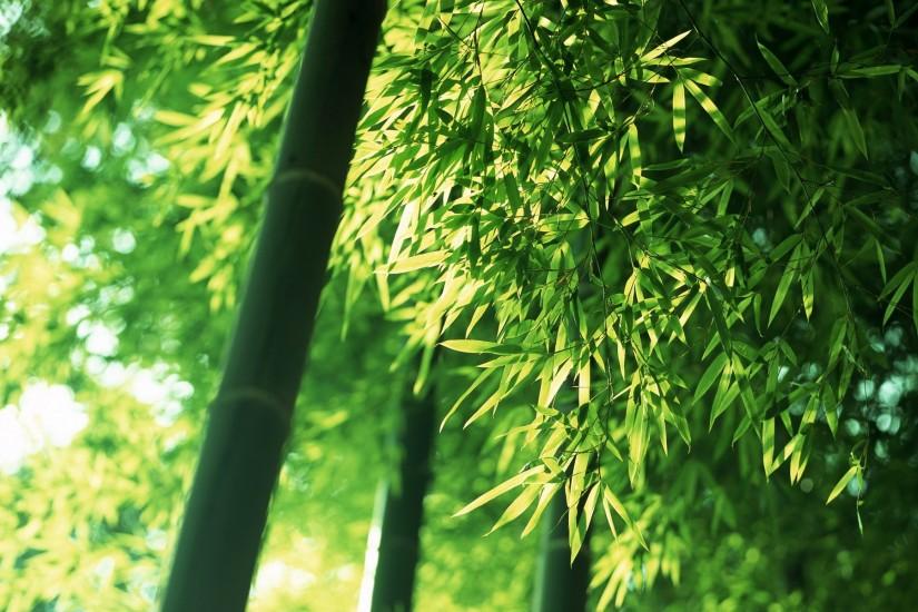 bamboo wallpaper 1920x1200 smartphone