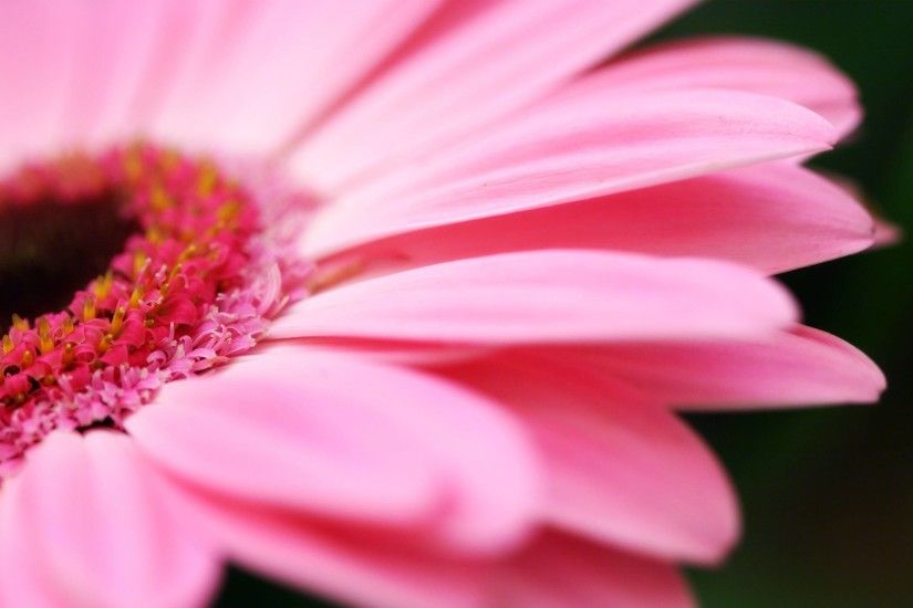 Pink Flower Close Photo - Flowers Desktop Wallpaper