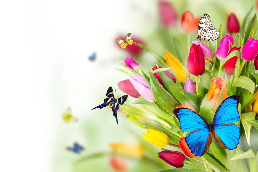 Flowers Butterflies Wallpapers Pictures Photos Images