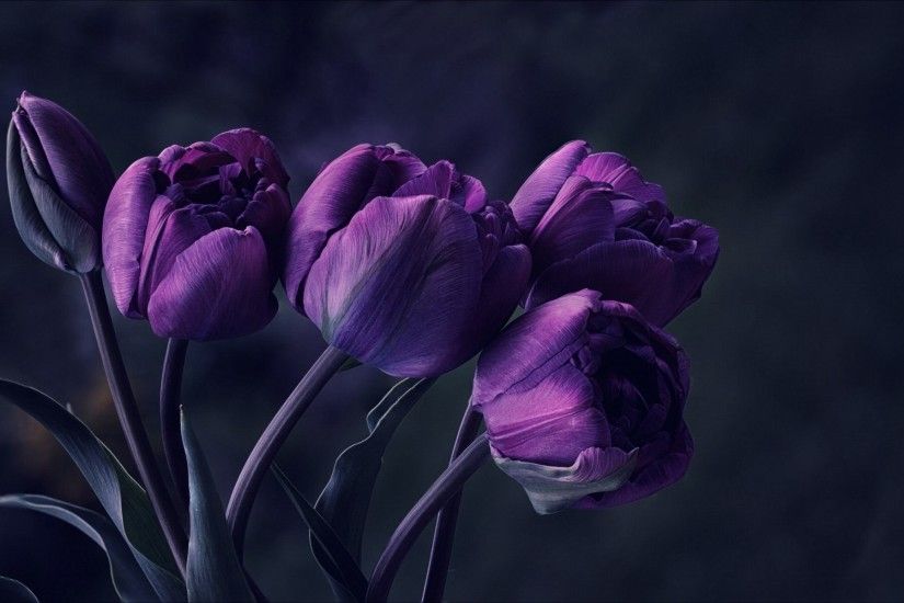 Dark Purple Tulip Flower Wallpaper