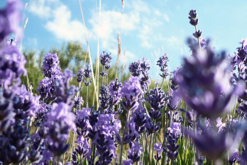 nature, Flowers, Purple Flowers, Lavender Wallpaper HD