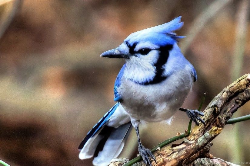 Blue Bird Animal Desktop Wallpaper picture