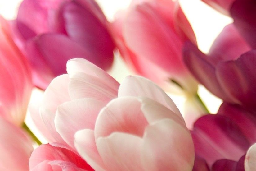 1920x1080 1920x1080 Wallpaper tulips, flowers, bouquet, bright, colorful,  white background